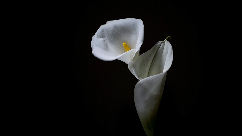 Why is calla lily not blooming?
