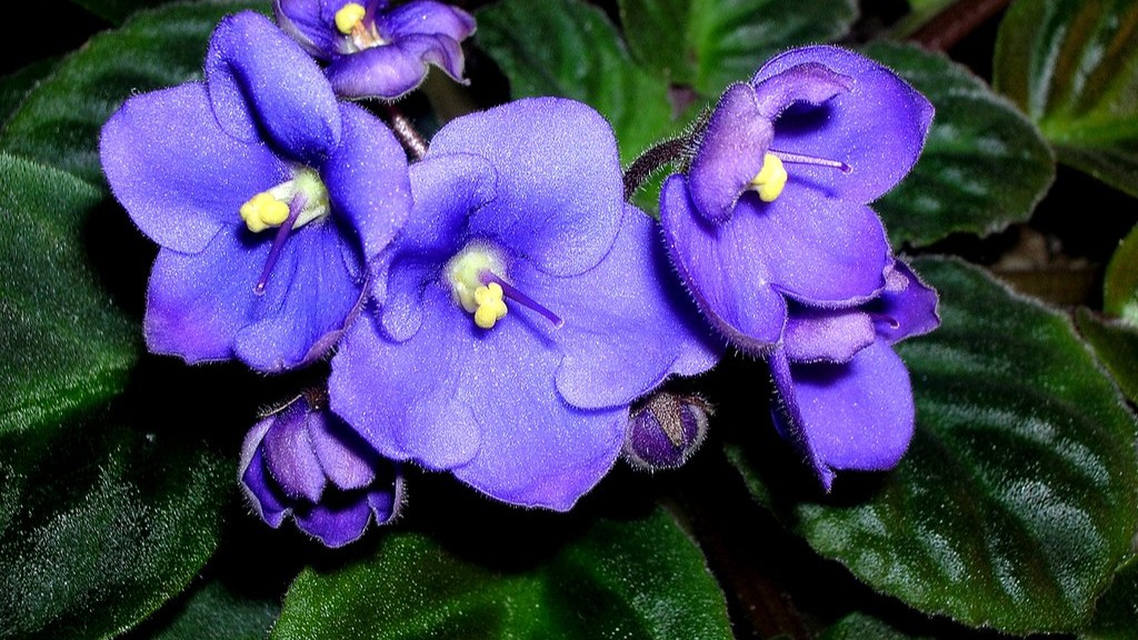 How long do african violets live?