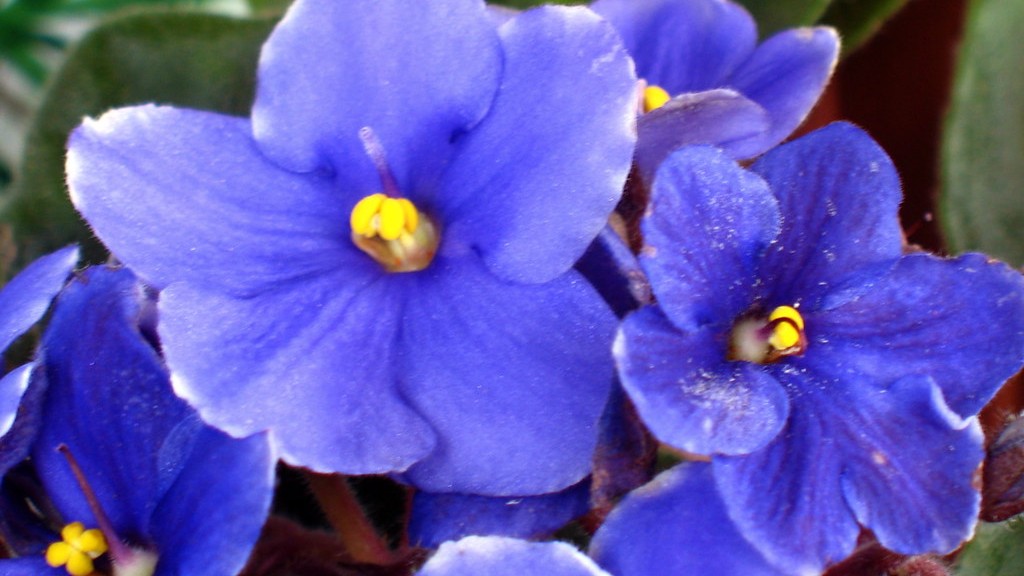 Will weed killer removed african violets?