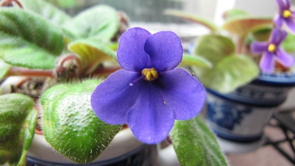 How do you force african violets to bloom?