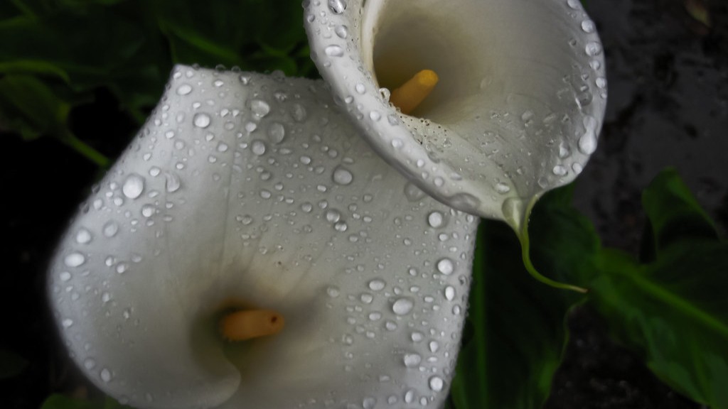 How many flowers from one calla lily bulb?