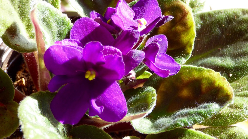 How do you fertilize african violets in self watering pots?