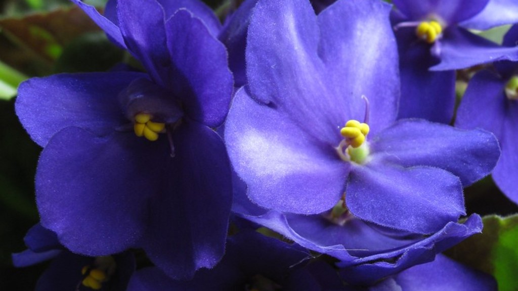 Can african violets be kept outside?