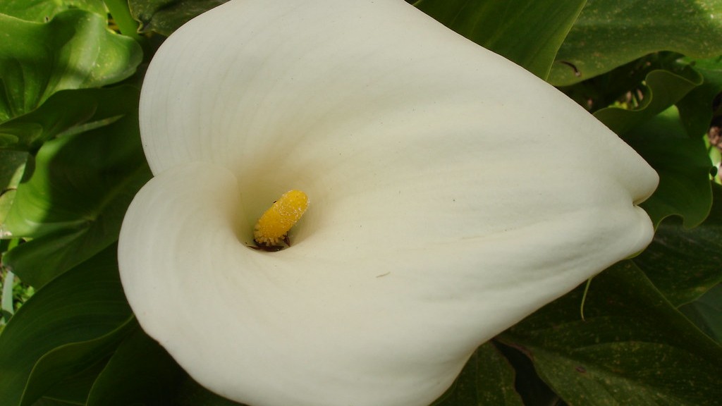 How to harvest calla lily bulbs?