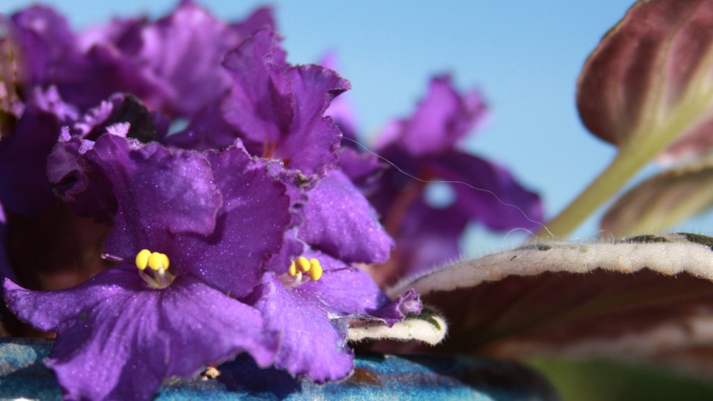 Are coffee grounds good for african violets?