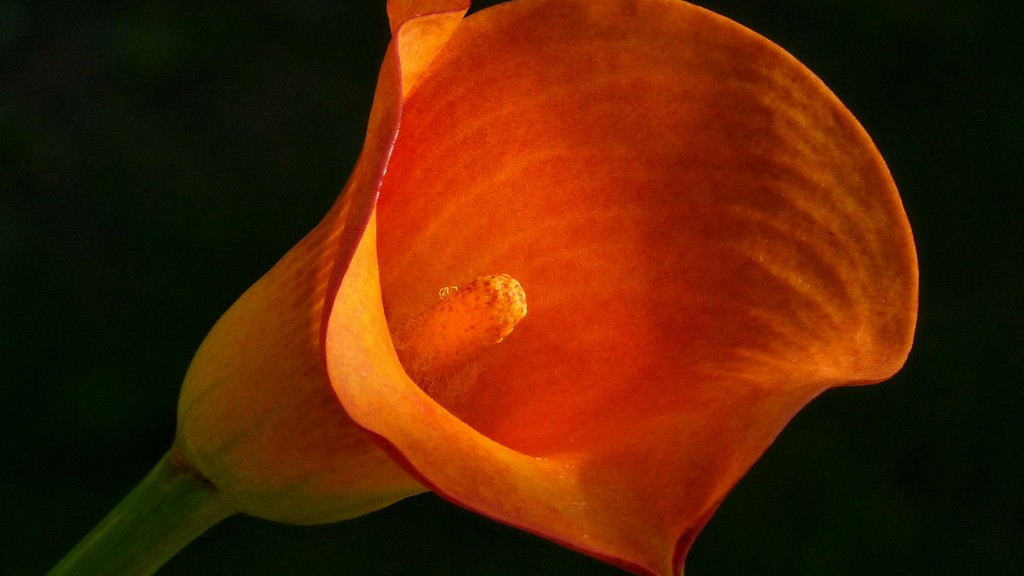 Why is calla lily not blooming?