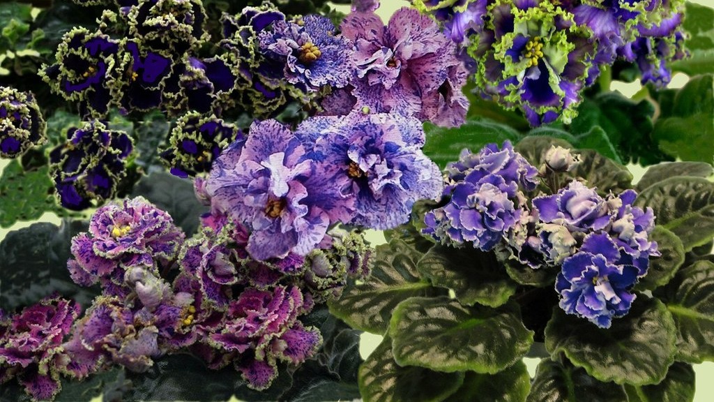 Can you oversoak african violets?