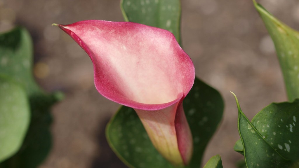 Which side is up on a calla lily bulb?