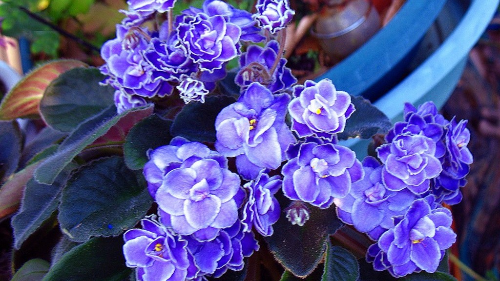 Can you grow mini african violets in a large pot?