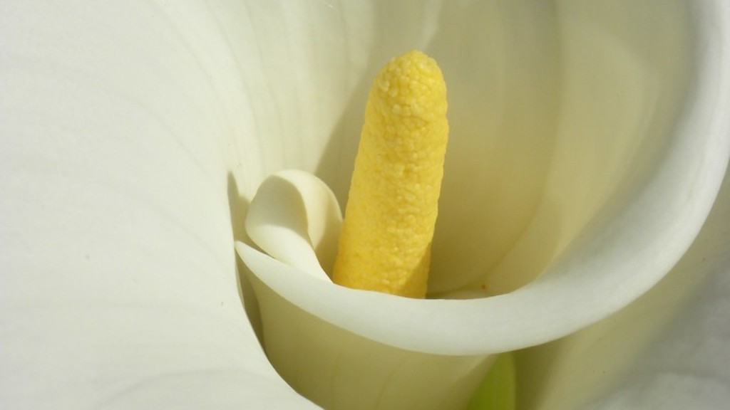 How florists use calla lily?