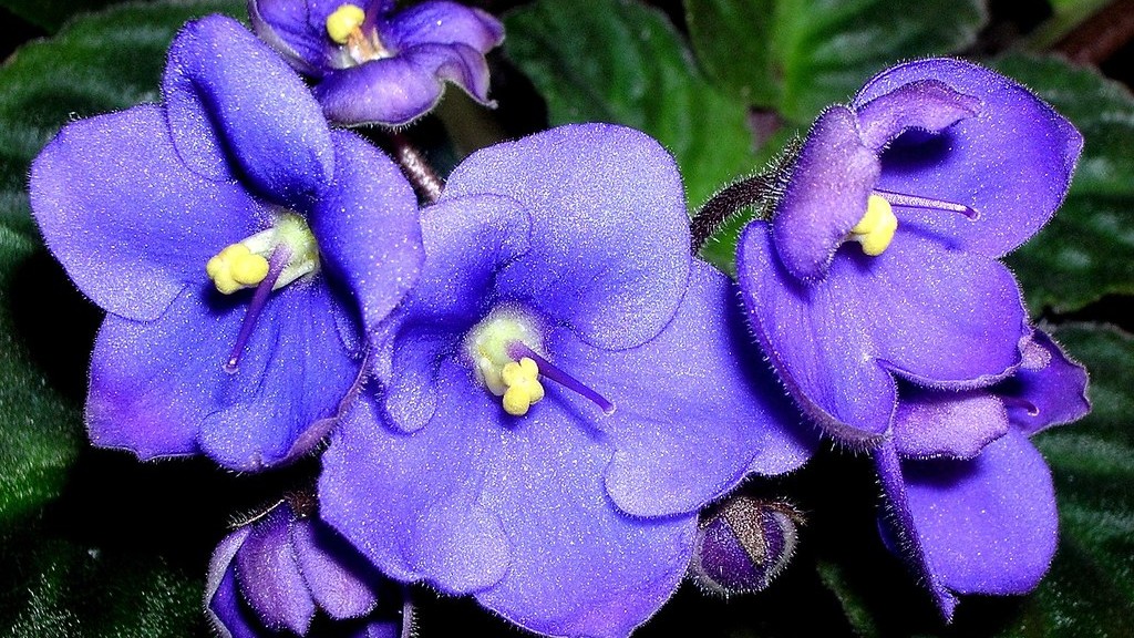 Can neem oil be sprayed on african violets?