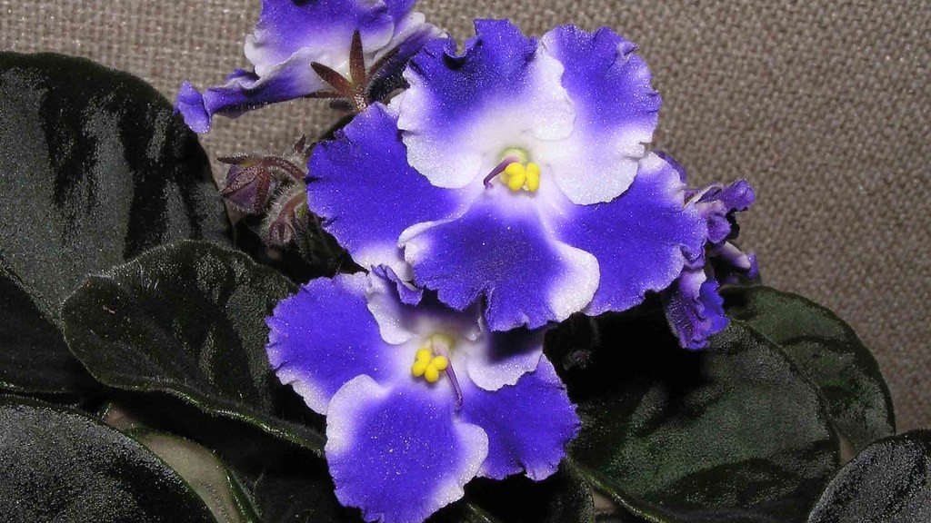 How often do you repot african violets?