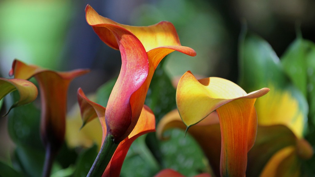 How to plant calla lily seed pods? - Grow Flovers