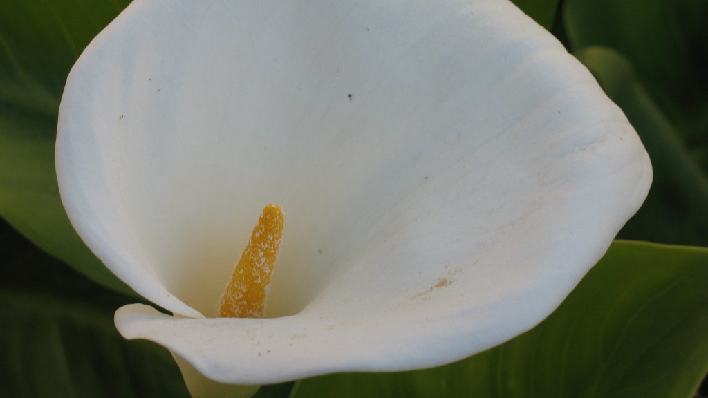 How long for calla lily bulbs to sprout?