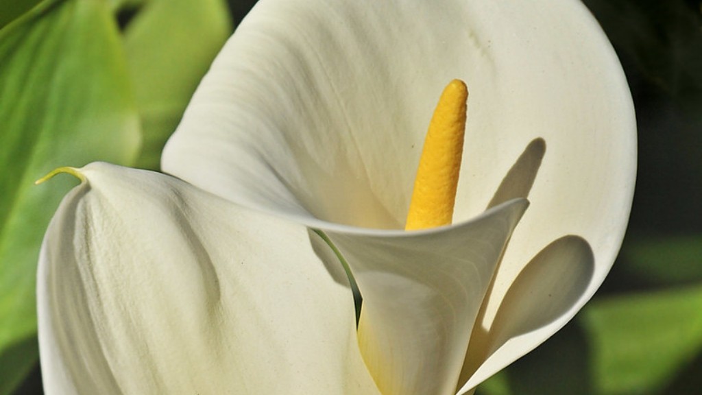 How to repot a calla lily plant?
