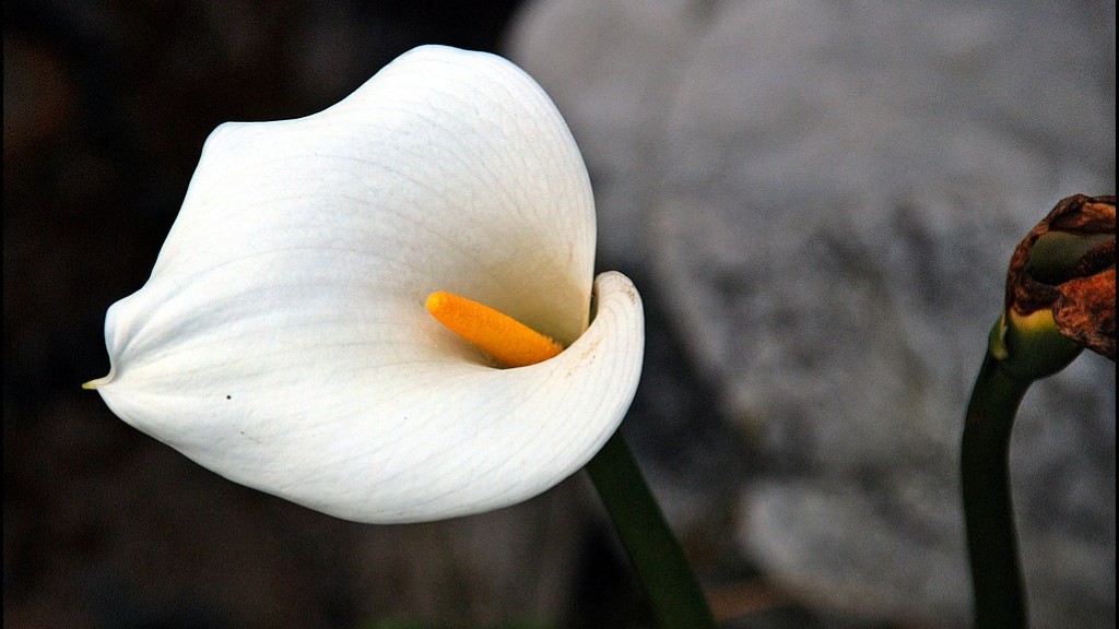 How much space does a calla lily need?
