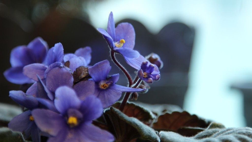 Are african violets hard to take care of?