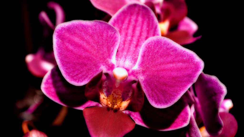How to care for my phalaenopsis orchid in the winter?