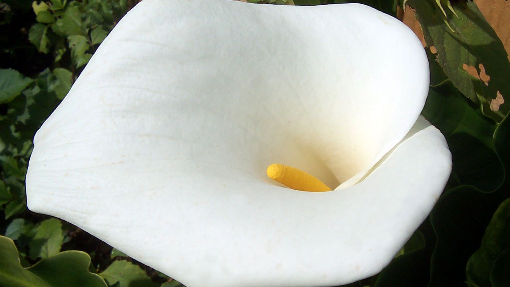 Why calla lily leaves turn yellow?
