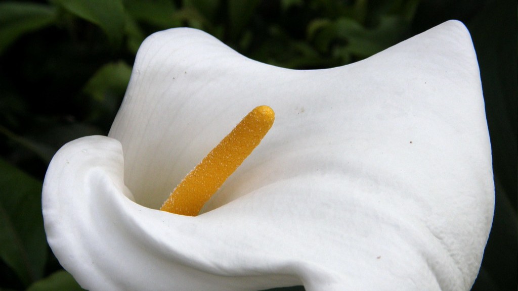 How many blooms from one calla lily bulb?