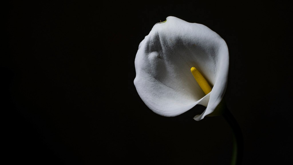 How to look after a calla lily houseplant?