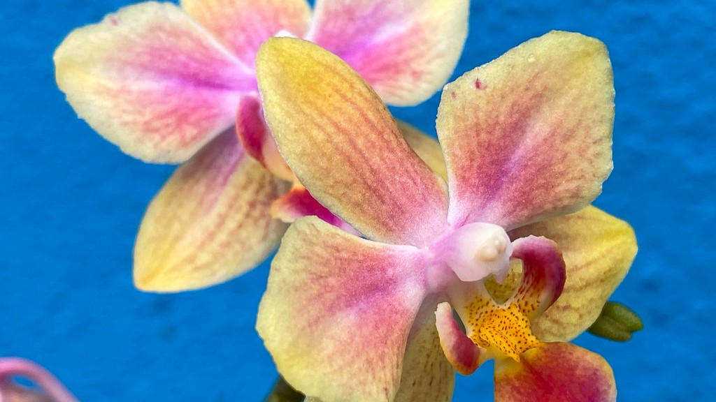 How do you water a phalaenopsis orchid?