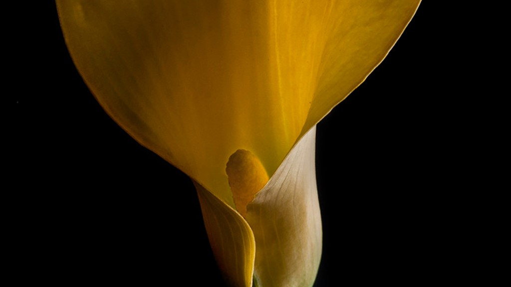 How long for calla lily bulbs to sprout?
