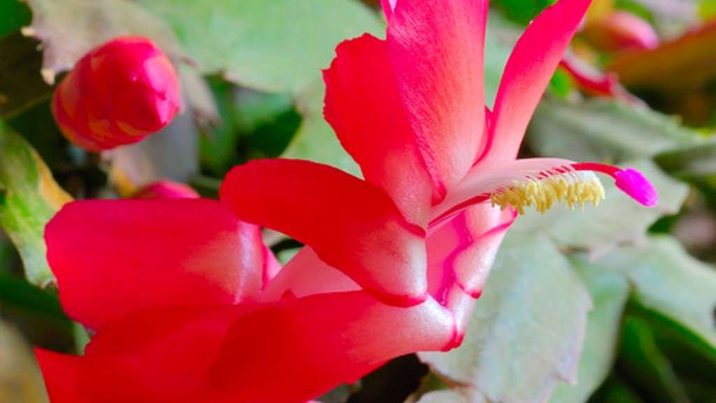 How to get christmas cactus to bloom again?