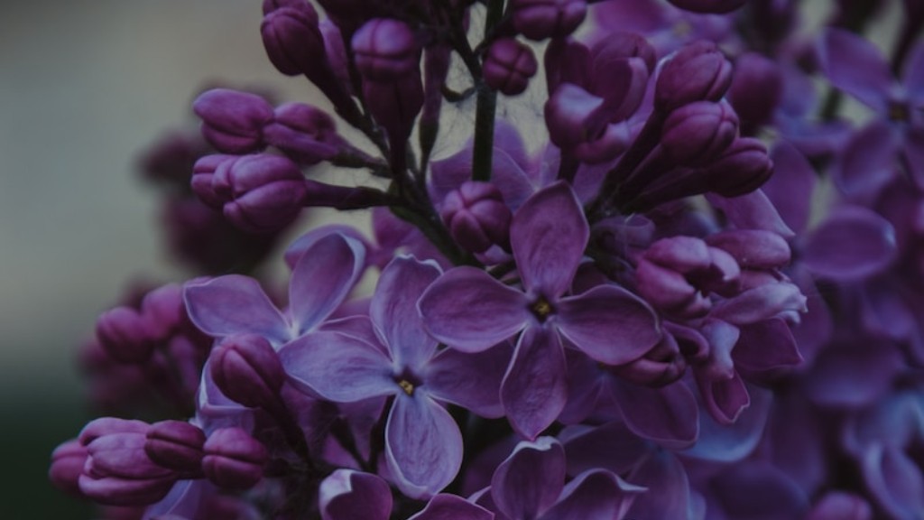 How to make hmomde leaf rings for african violets?
